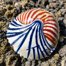 Load image into Gallery viewer, DIY Shell Painting Kit, Ocean-Themed Craft Activity for Adults and Kids, Includes Shells, Acrylic Paints, and Brushes | by Victory In Wellness