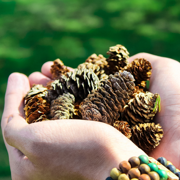 Natural Pine Cones for Home Decor and Crafts, Eco-Friendly, Perfect for DIY Projects and Winter Holidays | by Victory In Wellness